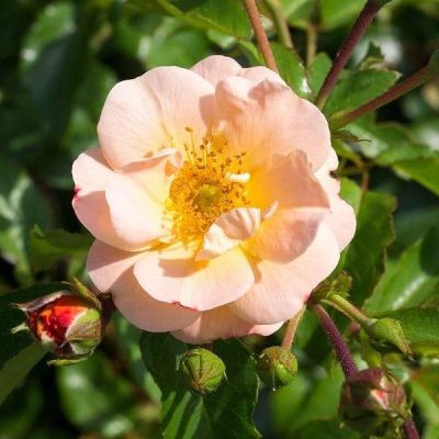 Роза Седана Роза Седана фото