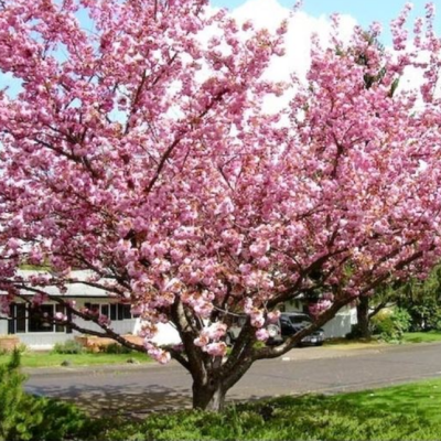 Сакура Ошидори Сакура Ошидори фото