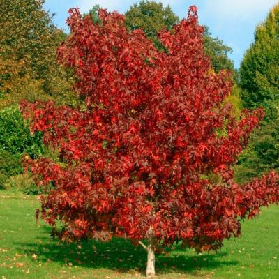 Ликвидамбар смолоносный Ликвидамбар смолоносный - Dolina-Sad.Ru