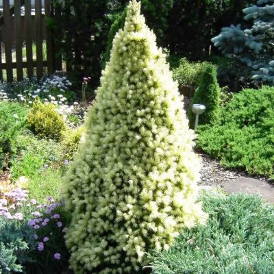 Ель канадская Сан он де Скай, С3 - Dolina-Sad.Ru