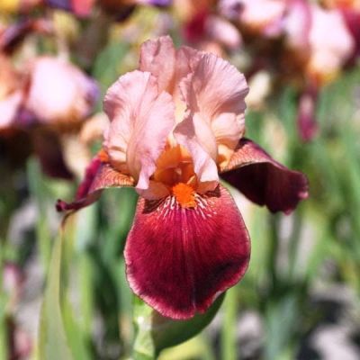 Ирис Циммарон Стрип Ирис Циммарон Стрип фото