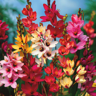 Иксия Микс Иксия Микс фото