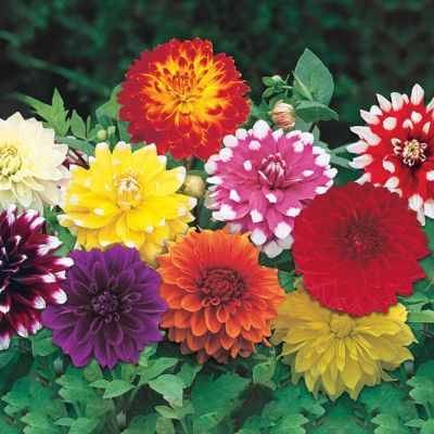 Георгина Микс Орандж/Уайт/Ред Георгина Микс Орандж/Уайт/Ред - Dolina-Sad.Ru