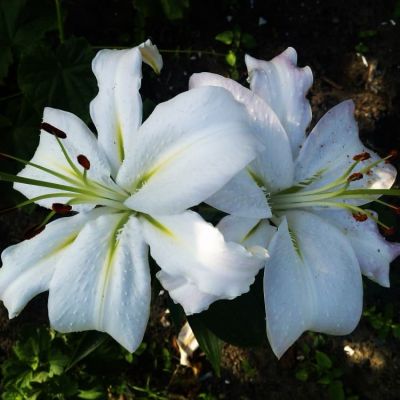 Лилия Экспрешн Лилия Экспрешн фото