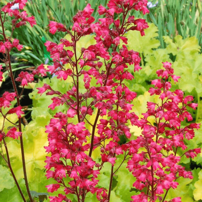 Гейхера Пепперминт Спайс , С1,5 Гейхера Пепперминт Спайс , С1,5 фото