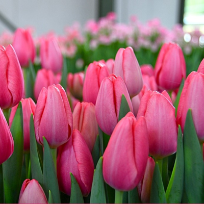 Тюльпан Сисси - Dolina-Sad.Ru