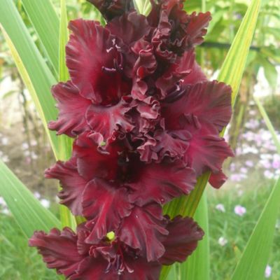 Гладиолус Жемчужина Дракона Гладиолус Жемчужина Дракона - Dolina-Sad.Ru