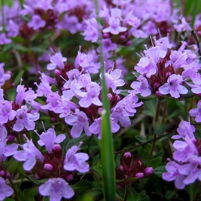 Тимьян ползучий , P9 Тимьян ползучий , P9 фото