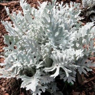 Цинерария приморская Серебряная пыль Цинерария приморская Серебряная пыль фото