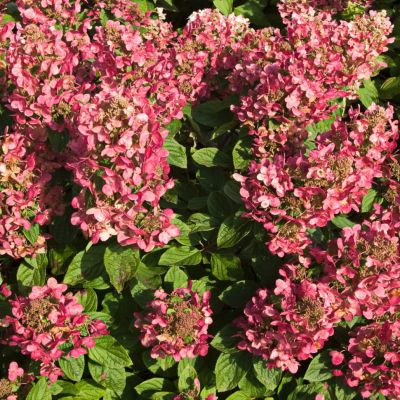 Гортензия метельчатая Мэджикал Файер, С2 Гортензия метельчатая Мэджикал Файер, С2 - Dolina-Sad.Ru