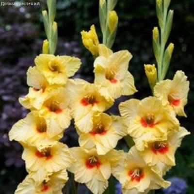 Гладиолус Альбандейра (10шт) Гладиолус Альбандейра (10шт) фото