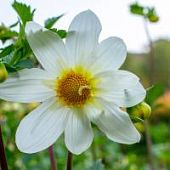 Георгина Снизи Георгина Снизи - Dolina-Sad.Ru