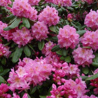 Рододендрон Сцинтиллейшн Рододендрон Сцинтиллейшн - Dolina-Sad.Ru