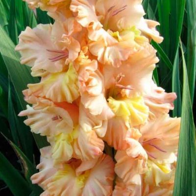 Гладиолус Искушение Гладиолус Искушение - Dolina-Sad.Ru