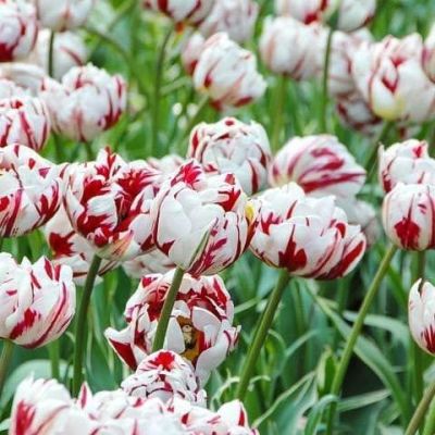 Тюльпан Карнавал в Ницце Тюльпан Карнавал в Ницце фото