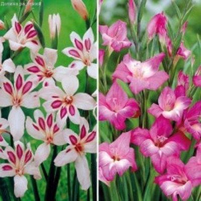 Гладиолус Эльвира+Шарм Гладиолус Эльвира+Шарм фото