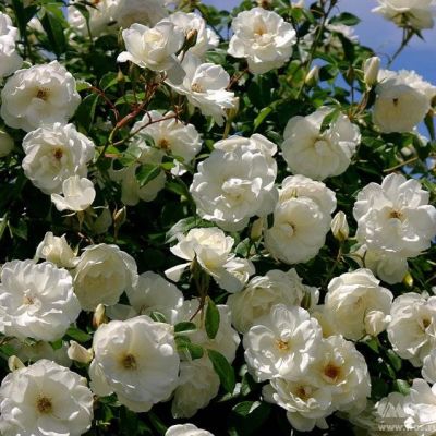 Роза Уайт Санрайз Роза Уайт Санрайз - Dolina-Sad.Ru