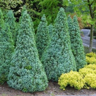 Ель Канадская Сандерс Блю Ель Канадская Сандерс Блю фото