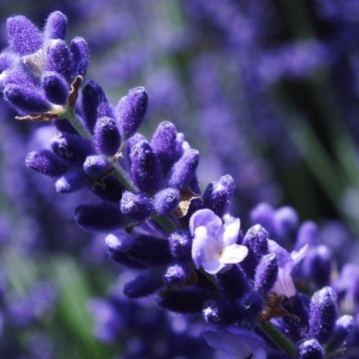 Лаванда узколистная Хидкот Лаванда узколистная Хидкот фото