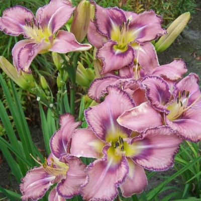 Лилейник Милдред Митчел Лилейник Милдред Митчел фото