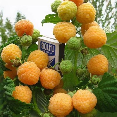 Малина Утренняя Роса/Ремонтантная Малина Утренняя Роса/Ремонтантная фото