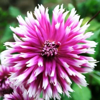 Георгина Тейбл Дансер Георгина Тейбл Дансер фото