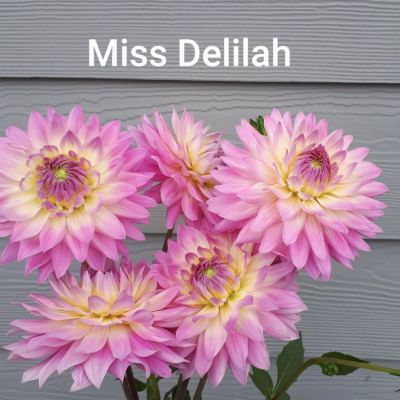 Георгина Мисс Делайла Георгина Мисс Делайла - Dolina-Sad.Ru