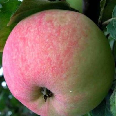 Яблоня Диамант/Осенняя - Dolina-Sad.Ru