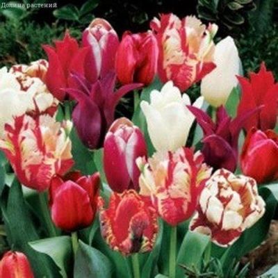 Микс Тюльпанов Микс Тюльпанов фото