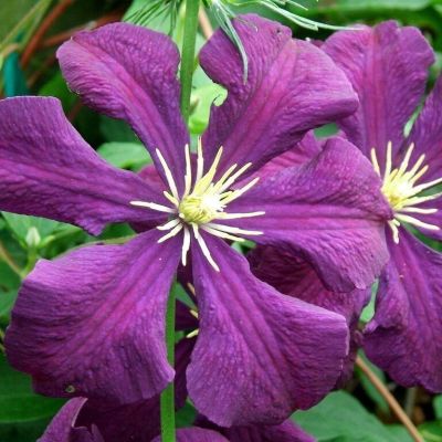 Клематис Джипси Квин Клематис Джипси Квин фото