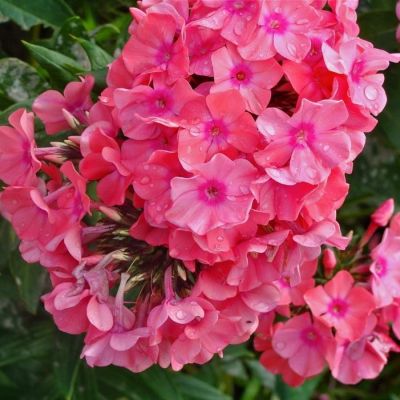 Флокс метельчатый Лариса Флокс метельчатый Лариса - Dolina-Sad.Ru