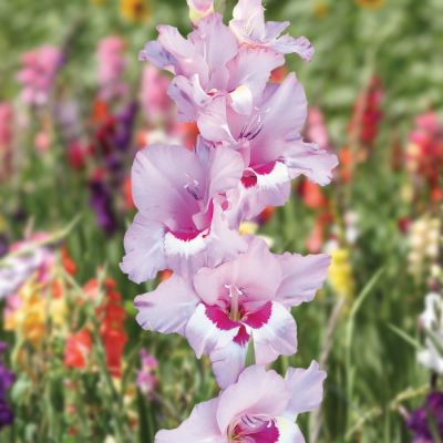 Гладиолус Замора - Dolina-Sad.Ru