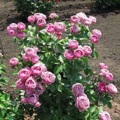 Роза Мисти Баблс в горшке Роза Мисти Баблс в горшке - Dolina-Sad.Ru