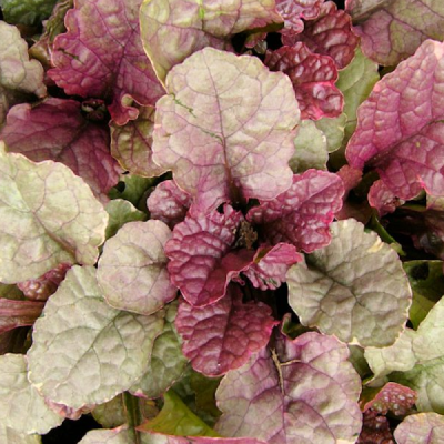 Живучка ползучая "Шугар Плам" фото