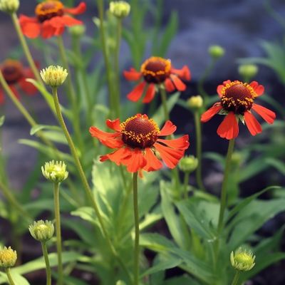 Гелениум Меранти Гелениум Меранти - Dolina-Sad.Ru