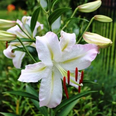 Лилия Экспрешн Лилия Экспрешн фото