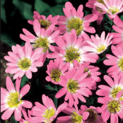 Анемона Бланда Пинк Стар фото