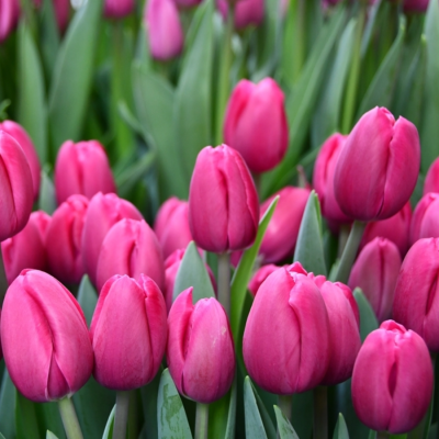 Тюльпан Панама - Dolina-Sad.Ru