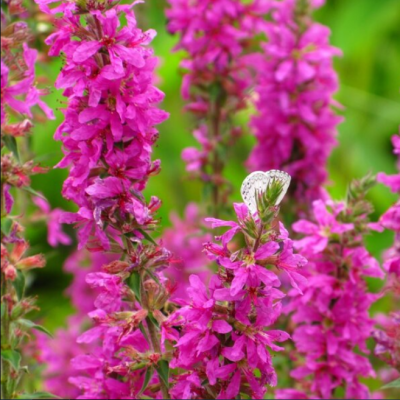 Вероника Ред фото