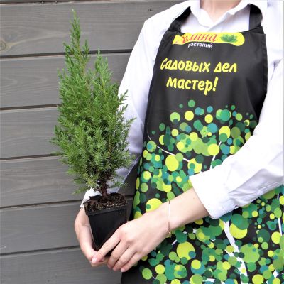 Можжевельник китайский Стрикта Можжевельник китайский Стрикта фото