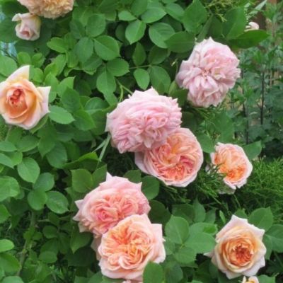 Роза Алхимик в горшке - Dolina-Sad.Ru