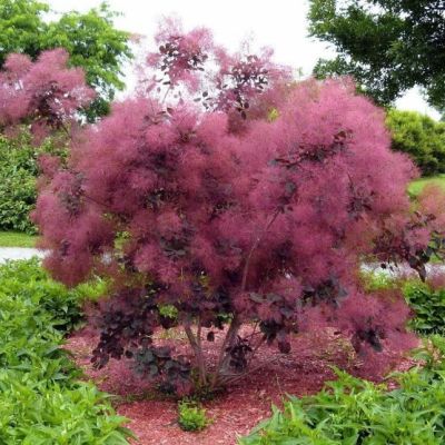 Скумпия кожевенная Фоллис Пурпуреис Скумпия кожевенная Фоллис Пурпуреис фото