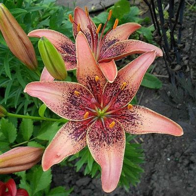 Лилия Уистлер Лилия Уистлер фото