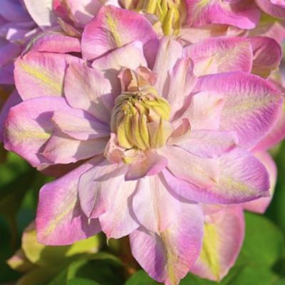 Клематис Инносент Блаш Клематис Инносент Блаш фото