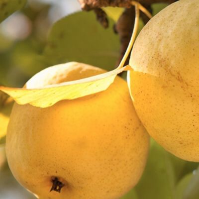 Груша Рыжик Груша Рыжик - Dolina-Sad.Ru