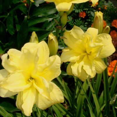 Лилейник Дабл Ривэ Вай Лилейник Дабл Ривэ Вай фото