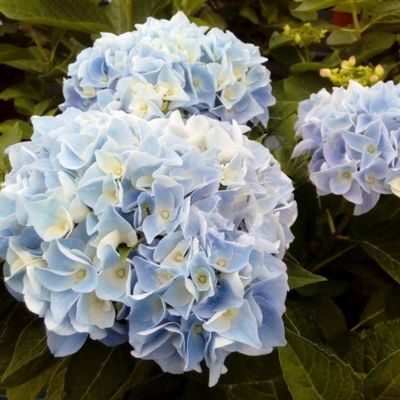 Гортензия крупнолистная Анконг Гортензия крупнолистная Анконг - Dolina-Sad.Ru