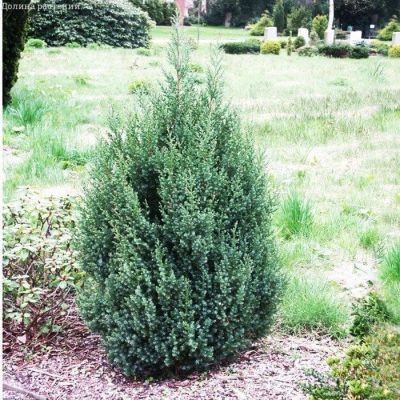 Можжевельник китайский Стрикта Можжевельник китайский Стрикта фото
