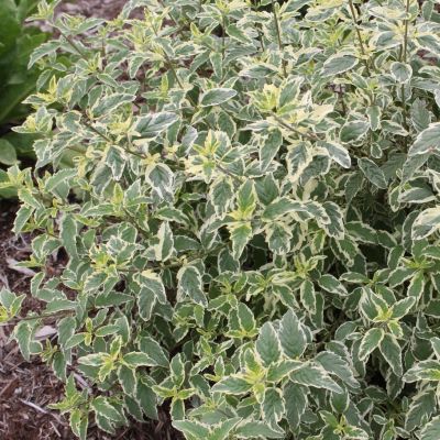 Кариоптерис кландоненсис Вайт Сюрприз Кариоптерис кландоненсис Вайт Сюрприз - Dolina-Sad.Ru