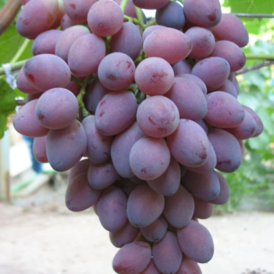 Виноград Граф Монте Кристо фото